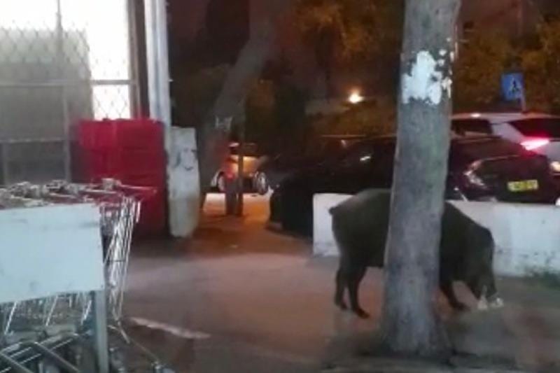 כמו גנב: החזיר שאורב ללקוחות מחוץ לסופר במרכז הכרמל