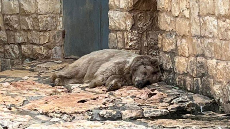 גן החיות הלימודי בחיפה משיב להאשמות: "כמה קל להשמיץ"