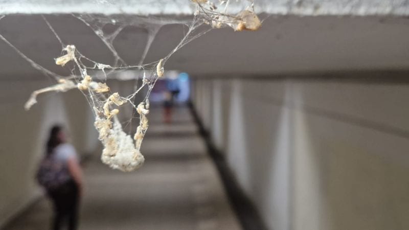 קרית אליעזר: המעבר התת קרקעי מצחין מצואה ושתן, עכברושים וג'וקים מתרוצצים